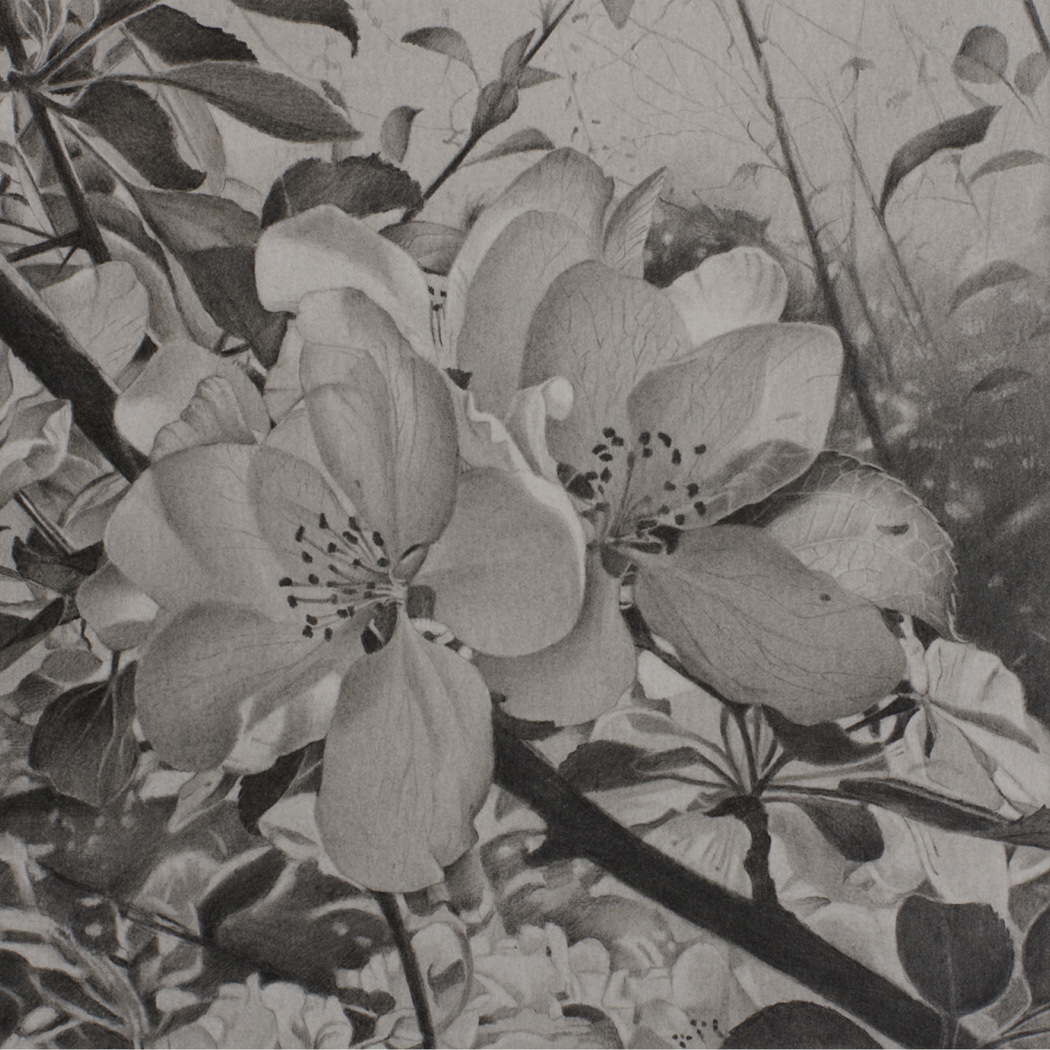 Drawing with Tone: Advanced Graphite Techniques - logo